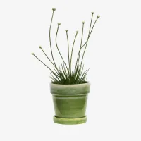  Groene bloempot met schotel – Madam Stoltz