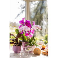 Melodiez Natuurgeluiden Box Eikenhout