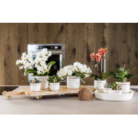 Melodiez Natuurgeluiden Box Donkerhout